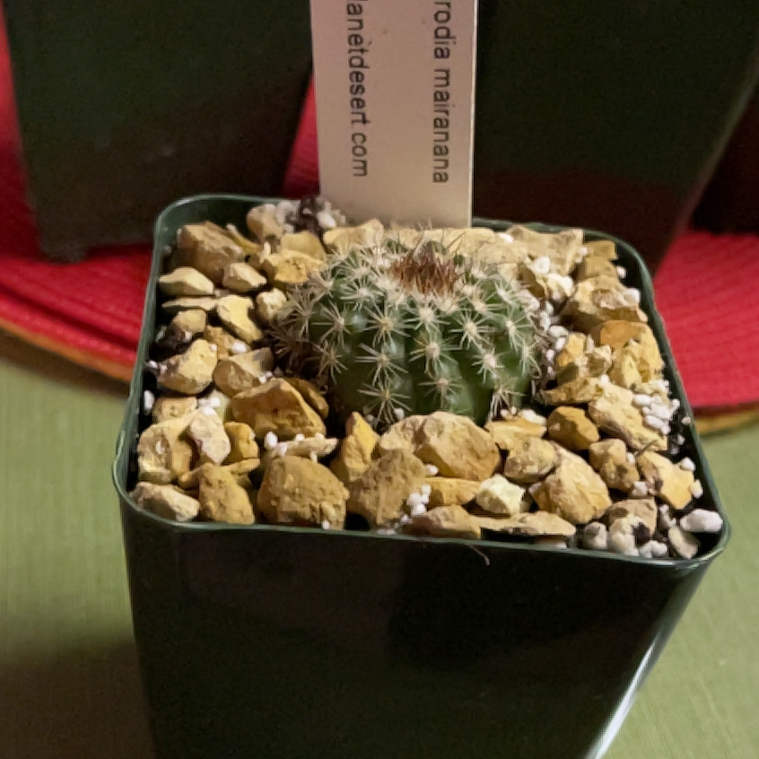 Photo of the plant species Parodia mairanana by @JessicaCJ named Lola on Greg, the plant care app