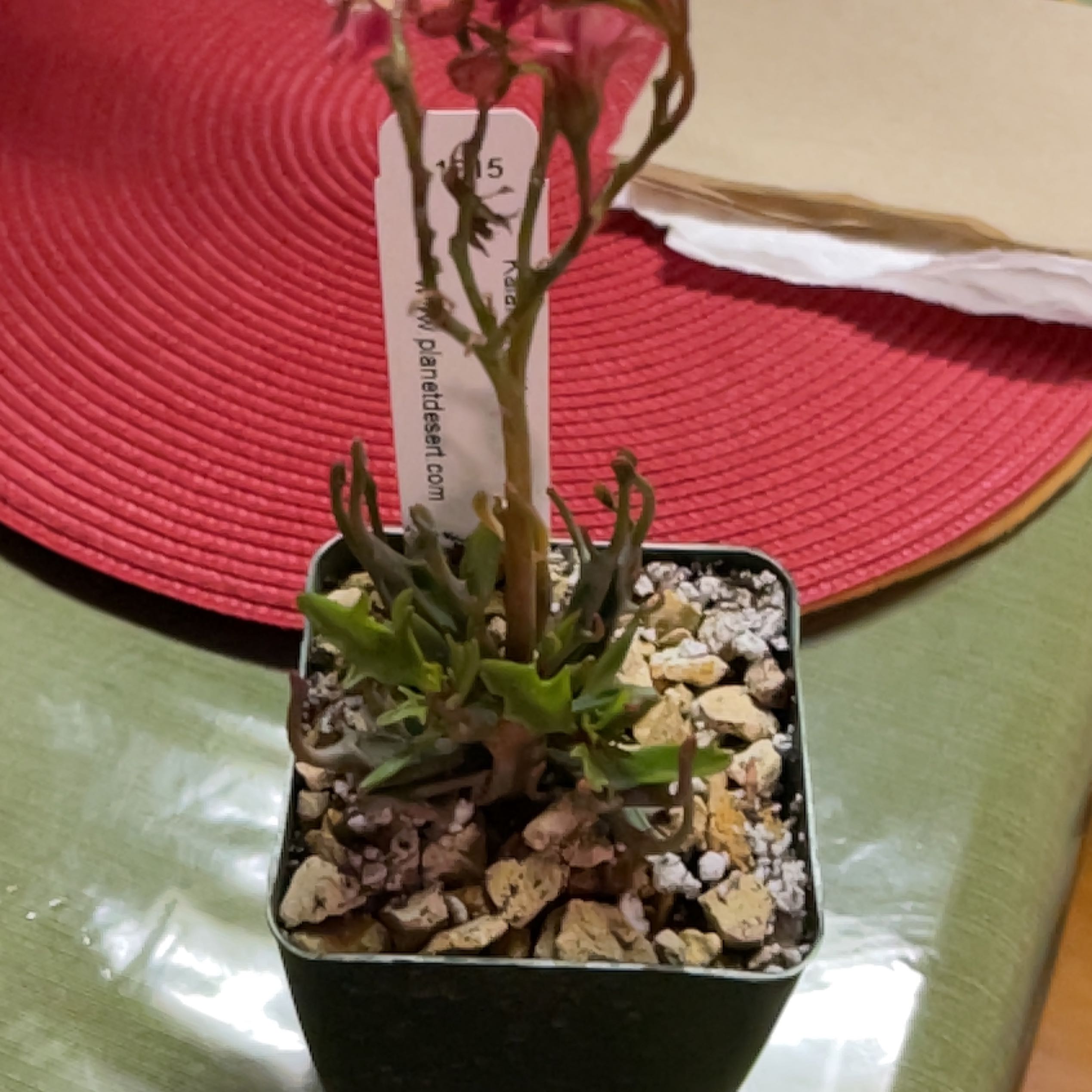 Photo of the plant species Kalanchoe Tarantula by @JessicaCJ named Maya on Greg, the plant care app