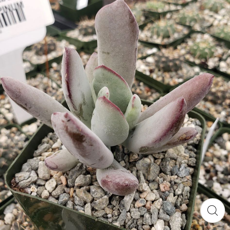 Photo of the plant species Cotyledon 'White Sprite' by @JessicaCJ named Eva on Greg, the plant care app