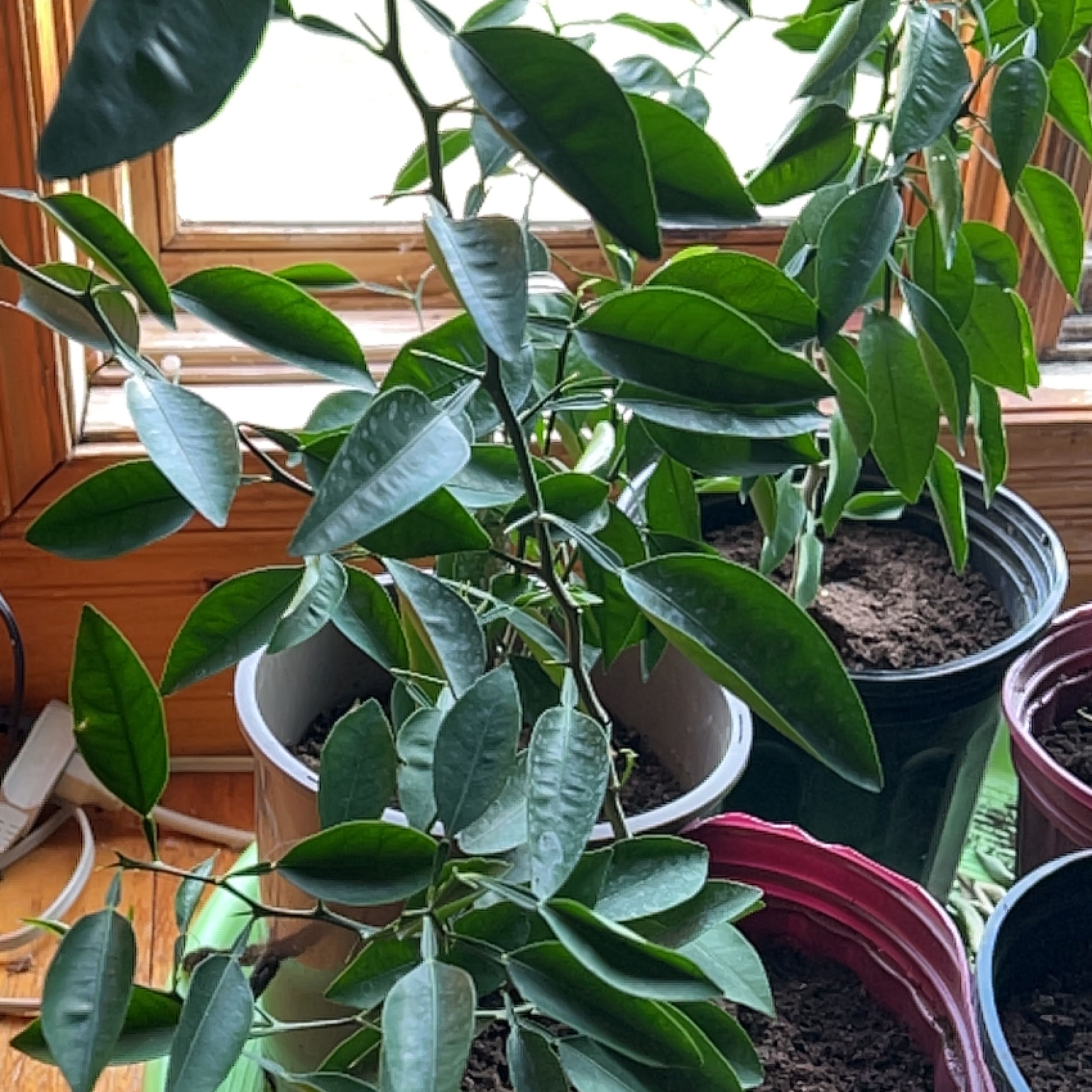 Healthy Mandarin orange plant with dark green leaves in pots near a window.
