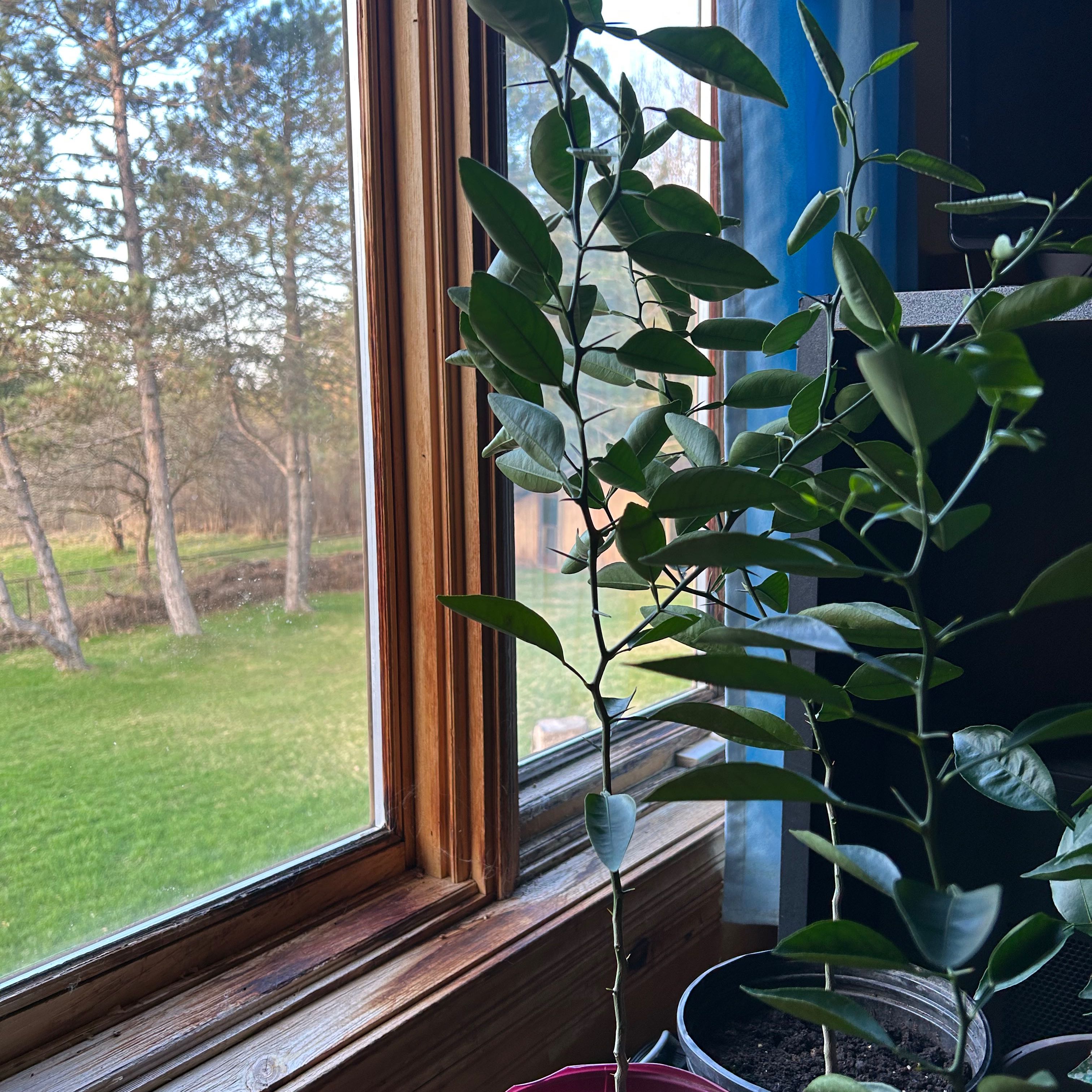 A healthy potted Mandarin orange plant near a window with green leaves.