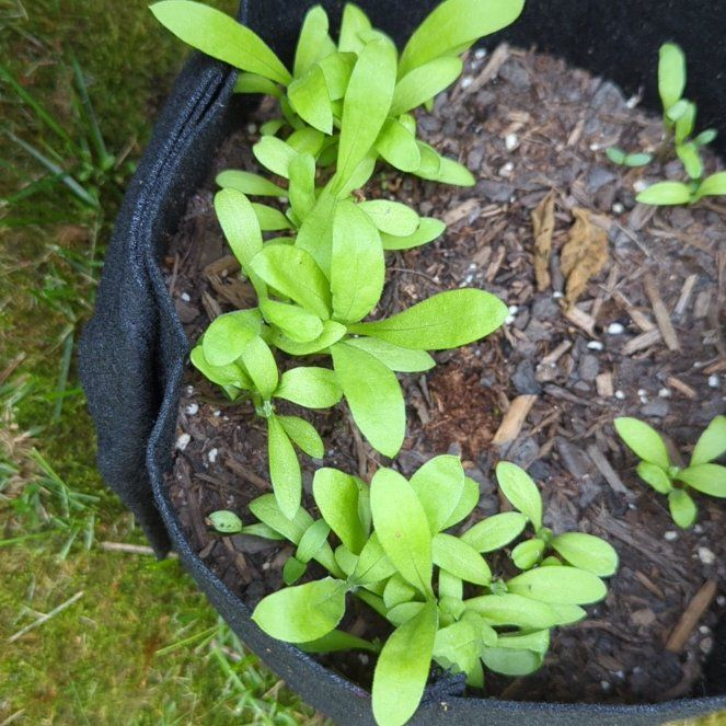Photo of the plant species Calendula 'Oktoberfest' by @CoYoFroYo named Peter Parker on Greg, the plant care app