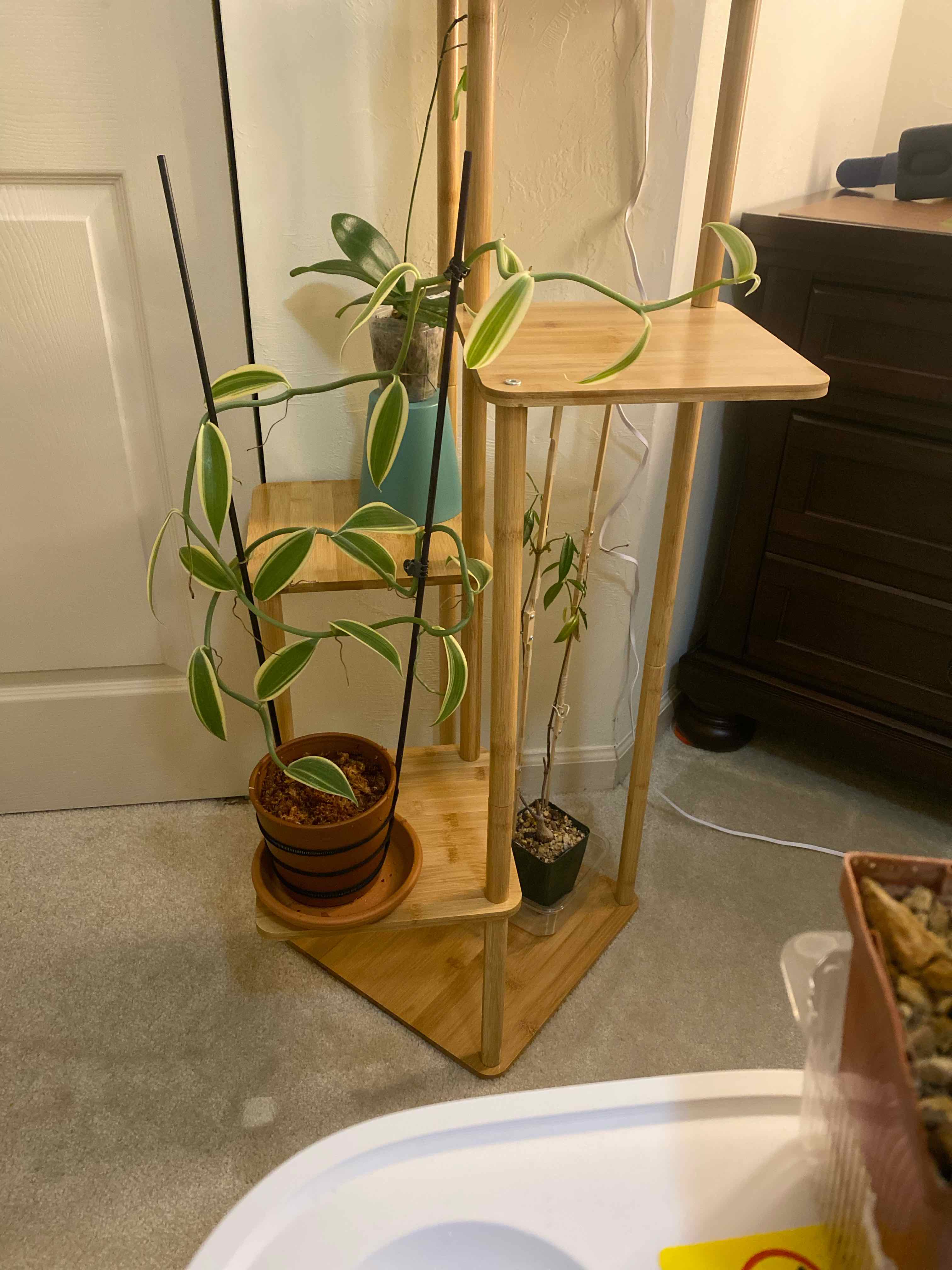 Vanilla Orchid