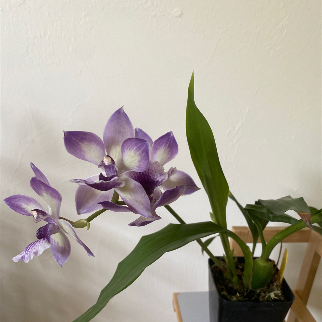 Plant care for Zygonisia 'Pololei Surprise' on Greg, the plant care app