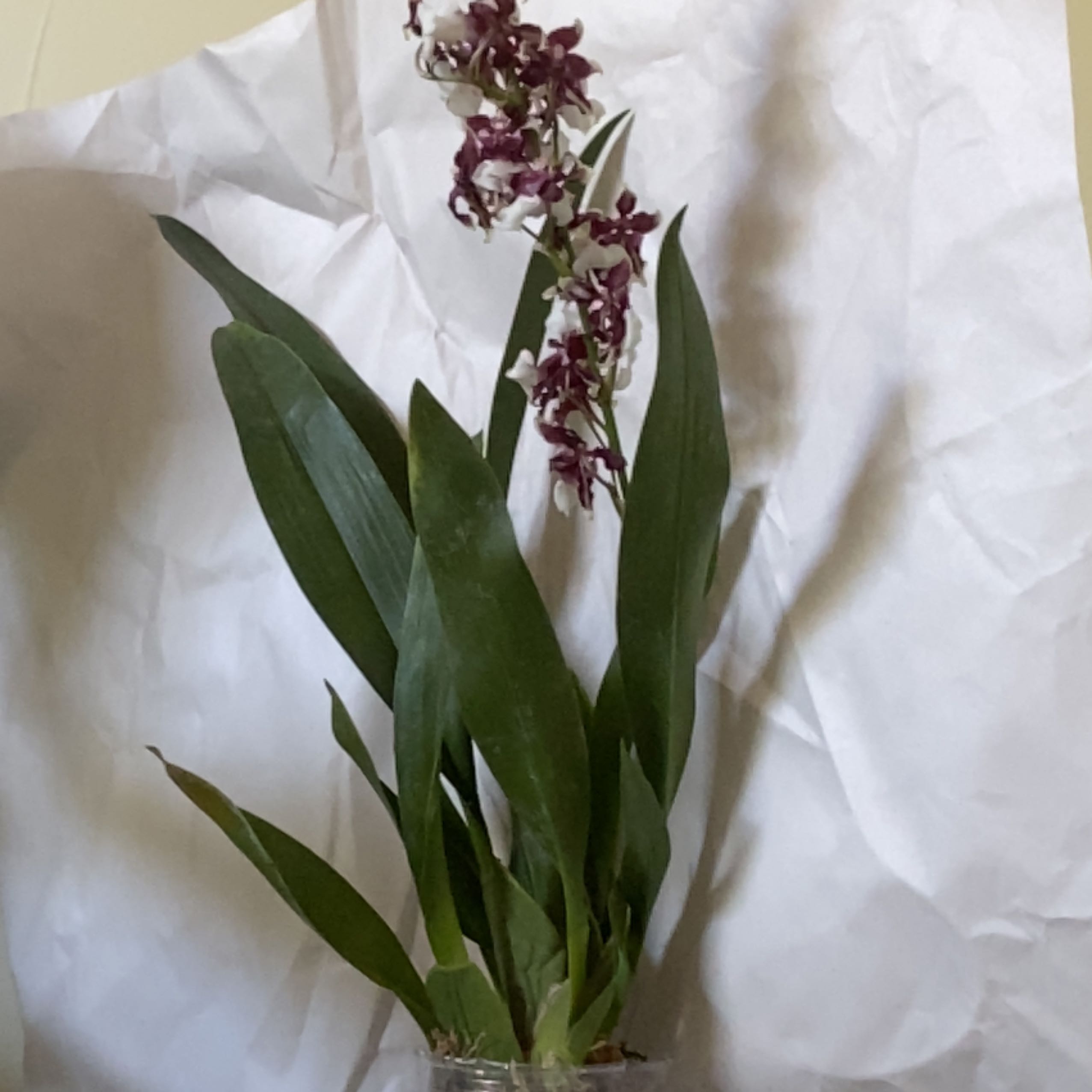 Photo of the plant species Heaven Scent Orchid by @relslmshdy named Brak on Greg, the plant care app