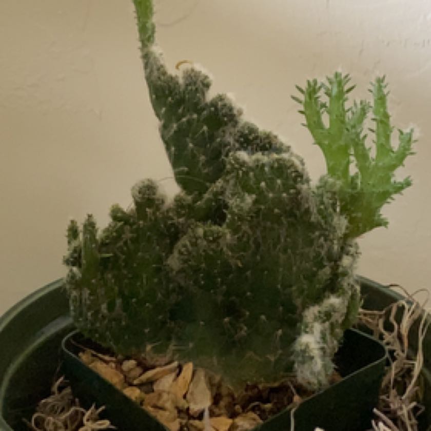 Photo of the plant species Roller Coaster Crested by @relslmshdy named Sonora on Greg, the plant care app