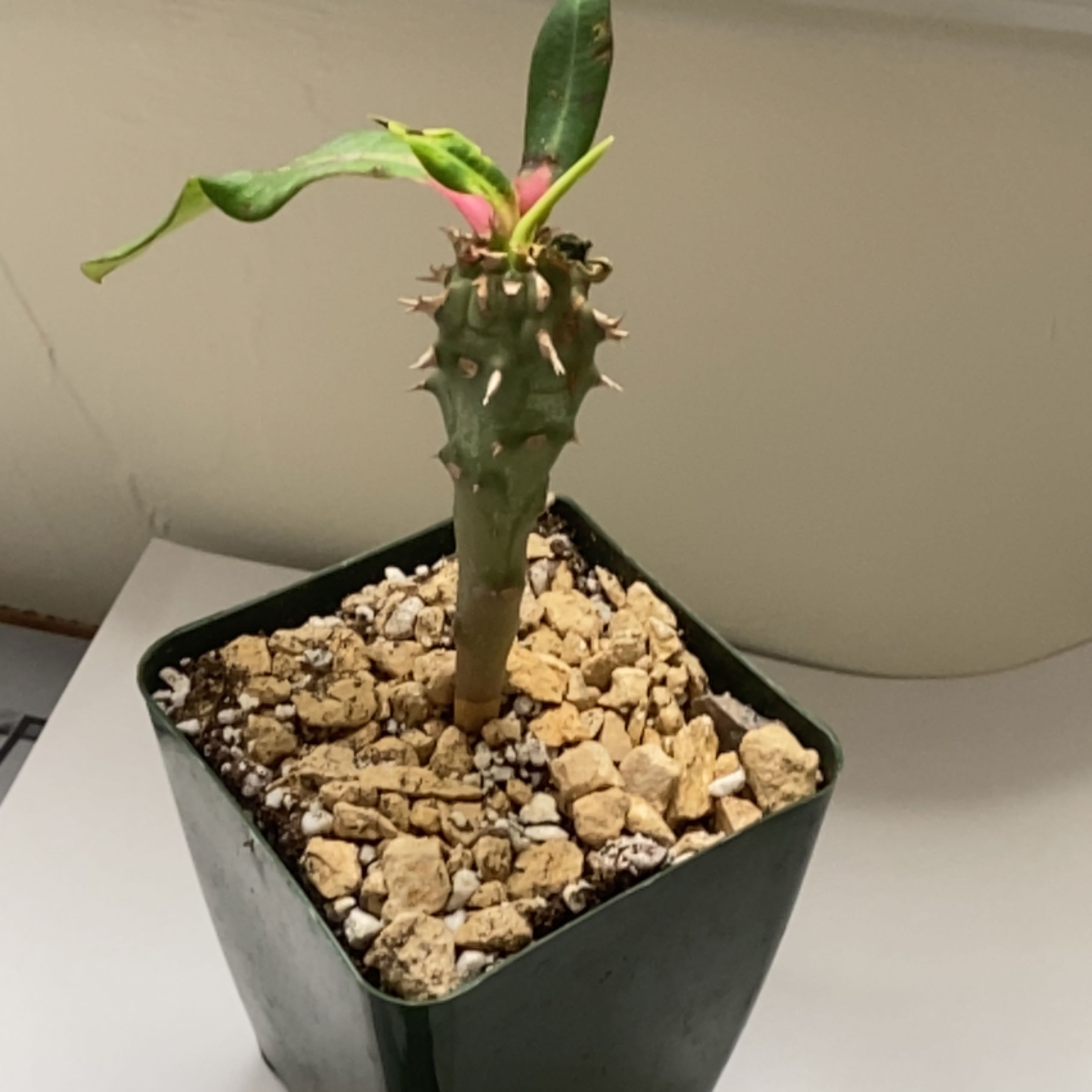 Photo of the plant species Euphorbia viguieri var. ankarafantsiensis by @relslmshdy named Prince on Greg, the plant care app