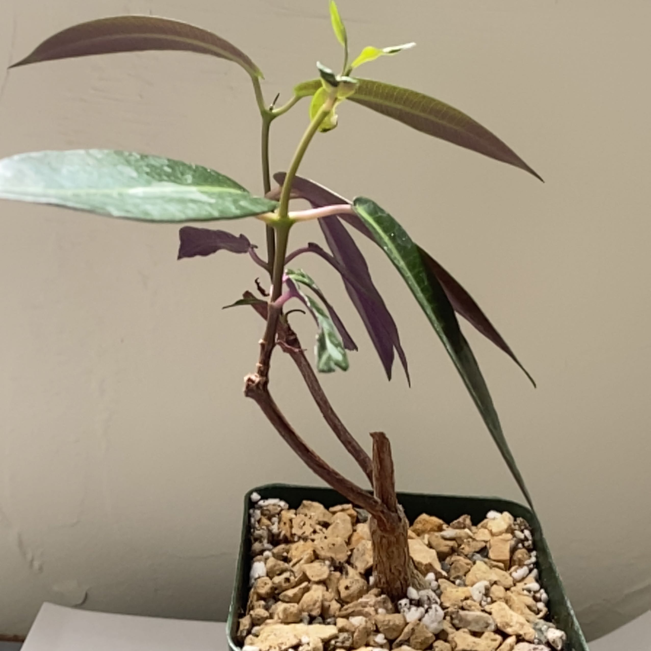 Photo of the plant species Petopentia Natalensis by @relslmshdy named Natale on Greg, the plant care app