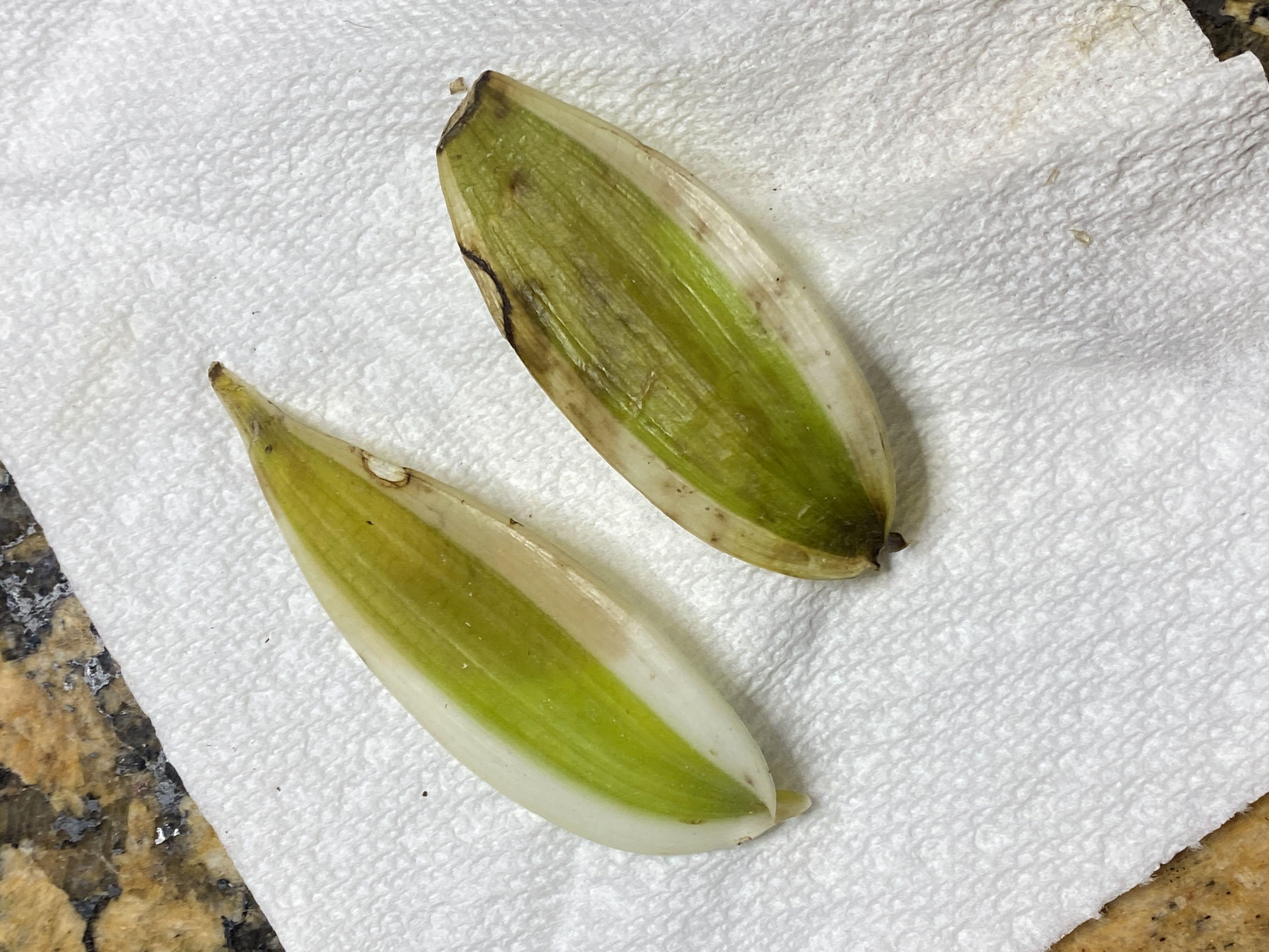 Photo from the post