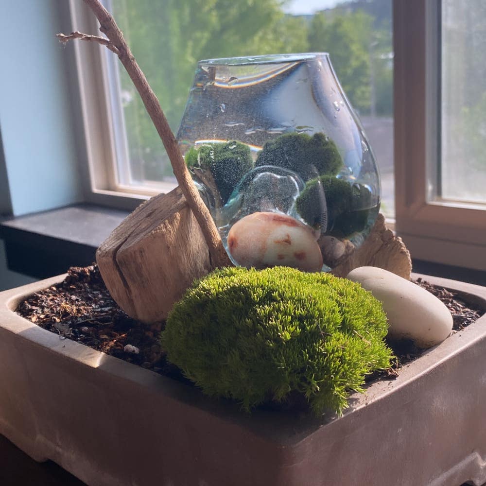 Medium Moss Ball – Kayla's Houseplant Haven
