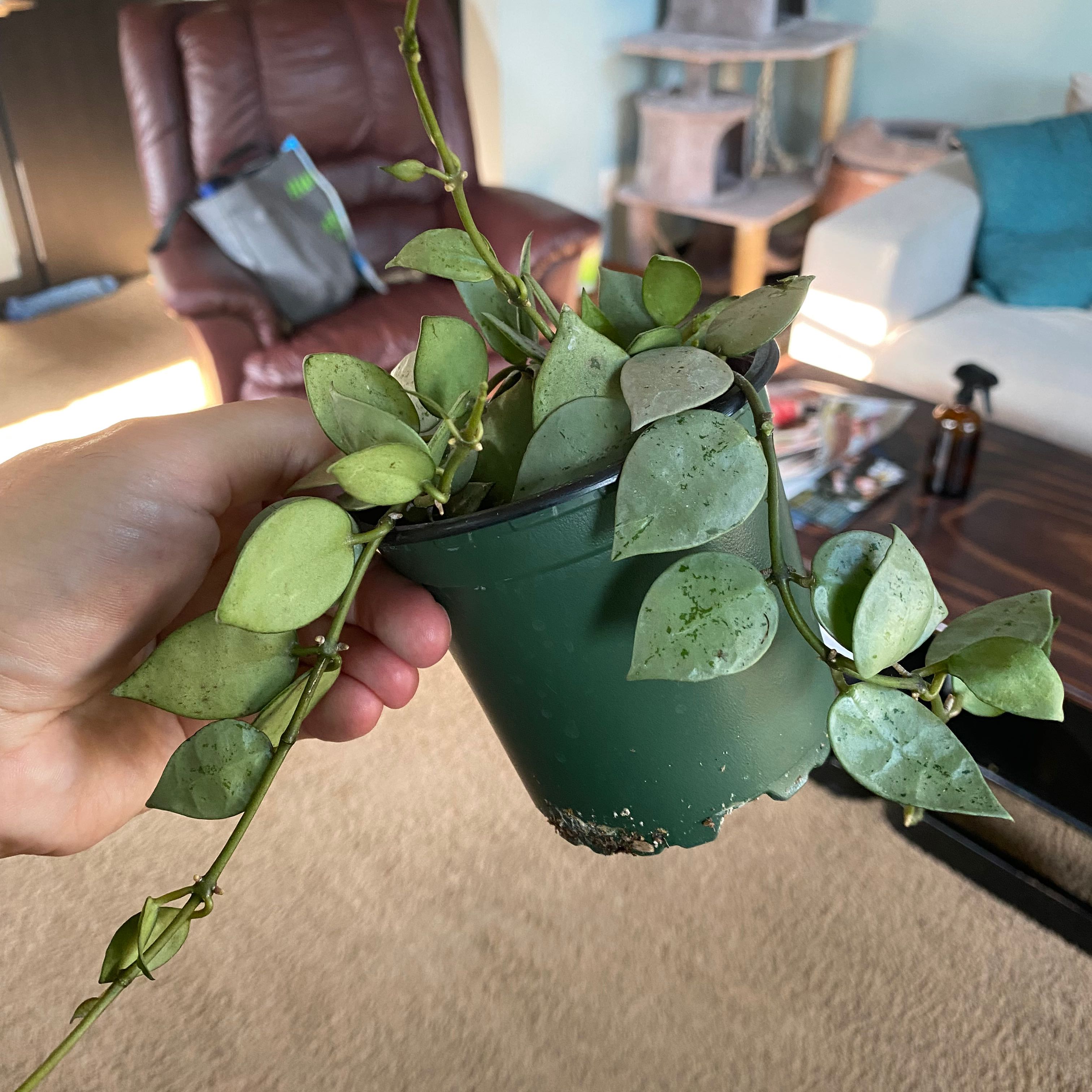 A Hoya krohniana plant in a green pot, held by a hand, with some leaf discoloration and spots.
