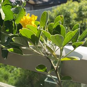 Photo of the plant species White Broom by @SublimeNiaouli named Leonardo on Greg, the plant care app