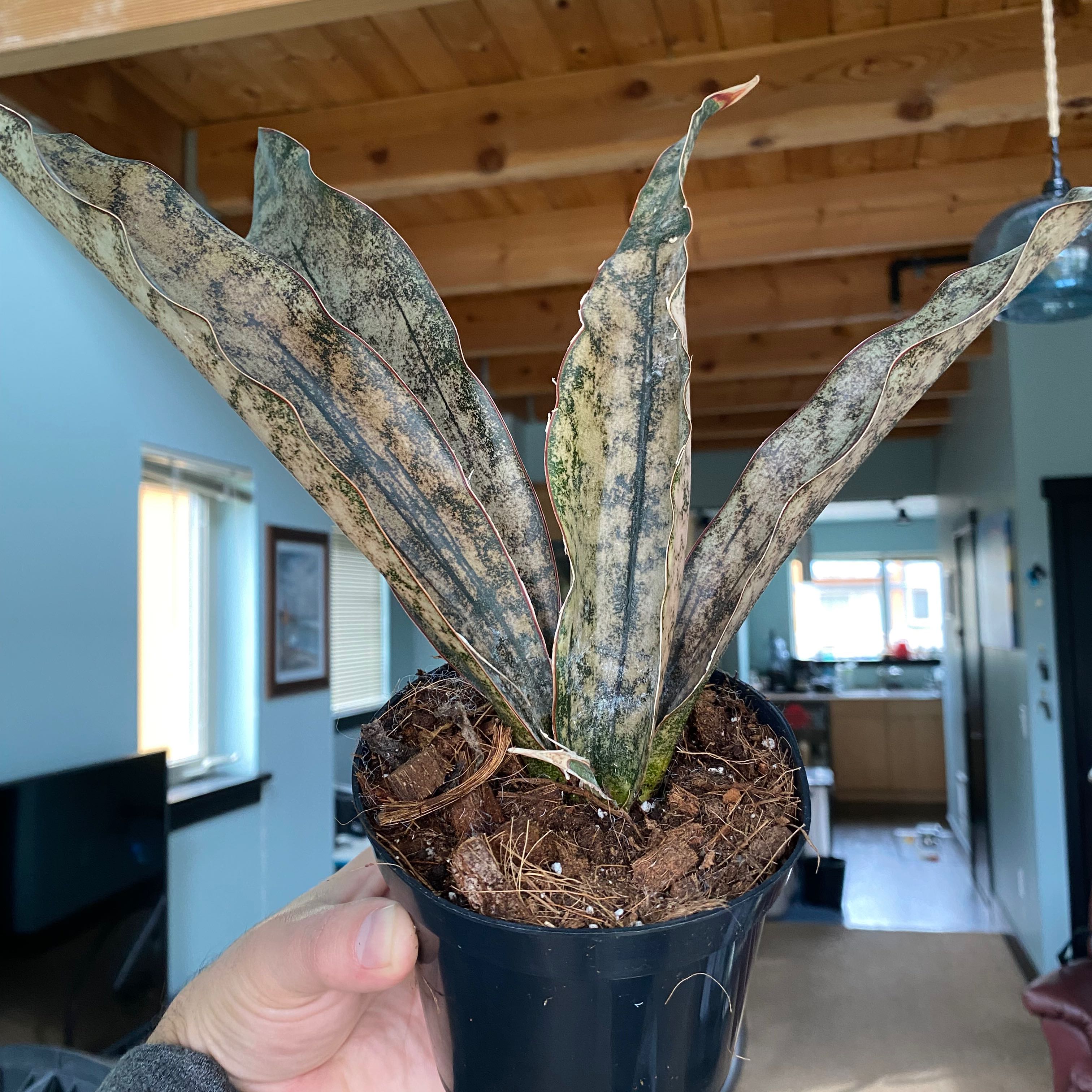 Personalized Coppertone Snake Plant Care: Water, Light, Nutrients