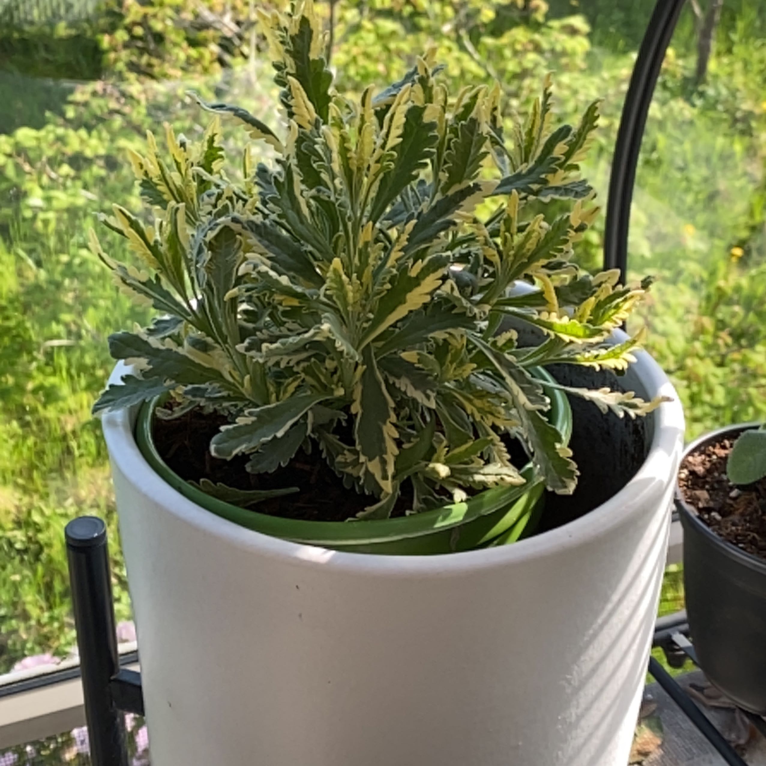 Photo of the plant species Meerlo Lavender by @SublimeNiaouli named McKinley on Greg, the plant care app