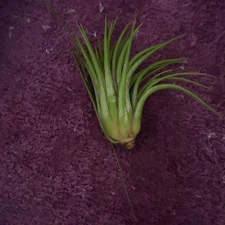 Photo of the plant species Air Plant by @KnightlyBetel named Bruce Lee on Greg, the plant care app