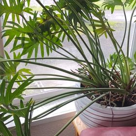 Philodendron Xanadu uploaded to the Greg plant app by @StarBogbean