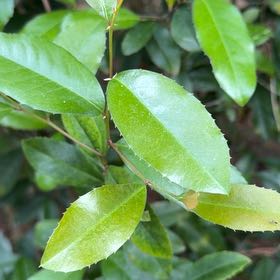 Photo of the plant species Carolina Laurel Cherry by @WhizNoblefir named Hamilton on Greg, the plant care app