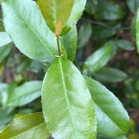 Photo of the plant species Carolina Laurel Cherry by @WhizNoblefir named Hemingway on Greg, the plant care app