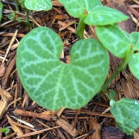 Photo of the plant species Hartweg's Wild Ginger by @WhizNoblefir named Osmo on Greg, the plant care app