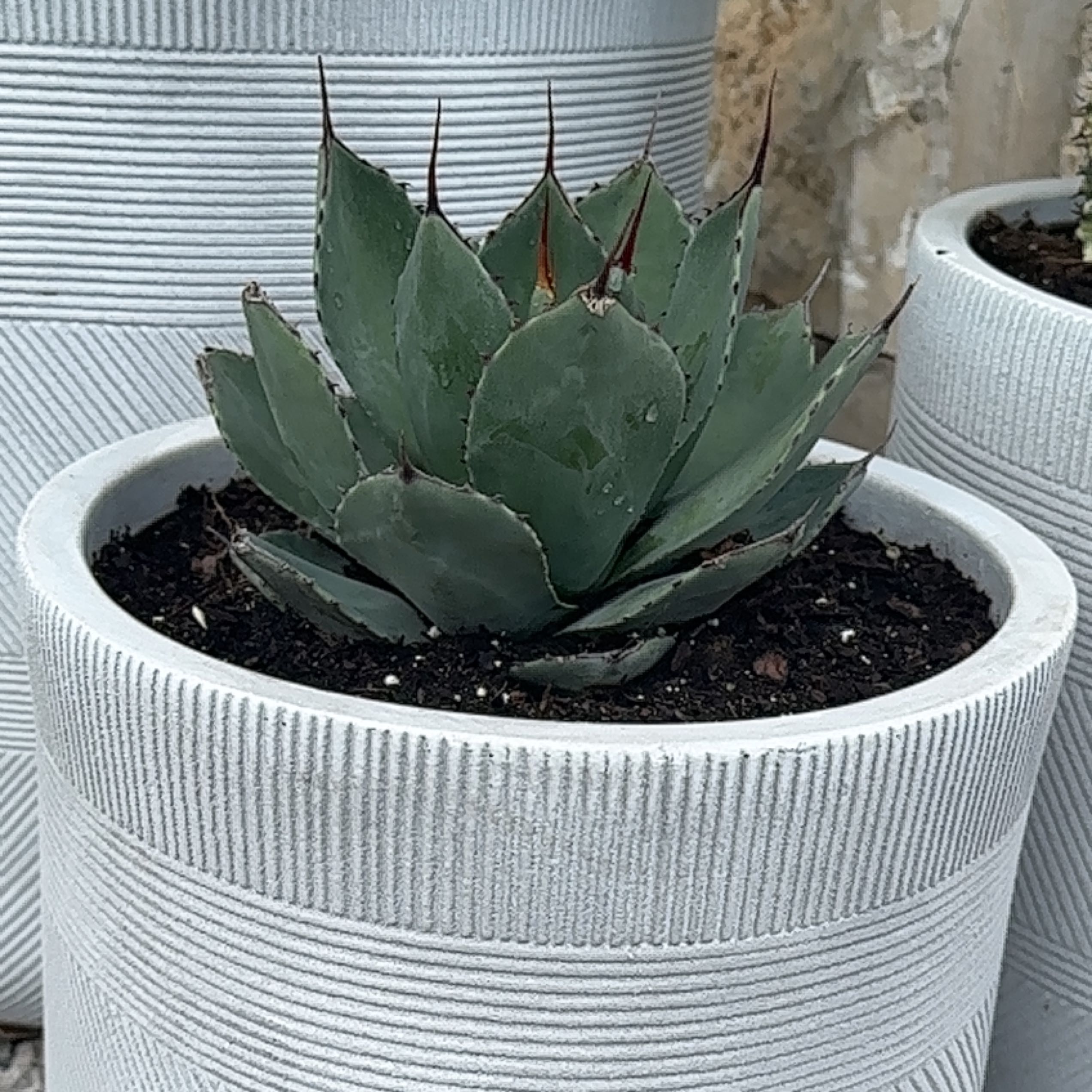 Parry's Agave plant in a white textured pot with visible soil.
