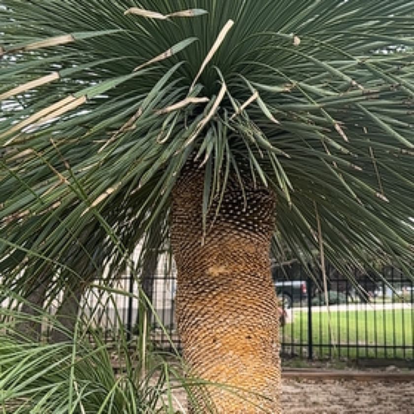 Photo of the plant species Beaked Yucca by @DevotedGloriosa named Denali on Greg, the plant care app
