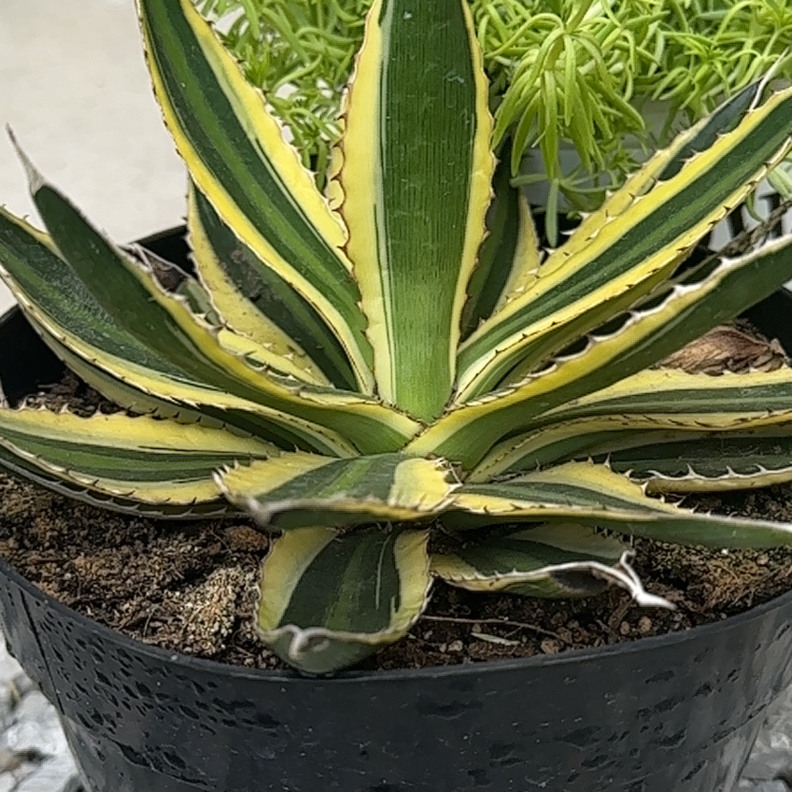 Thorn-Crested Century Plant with variegated leaves in a black pot.