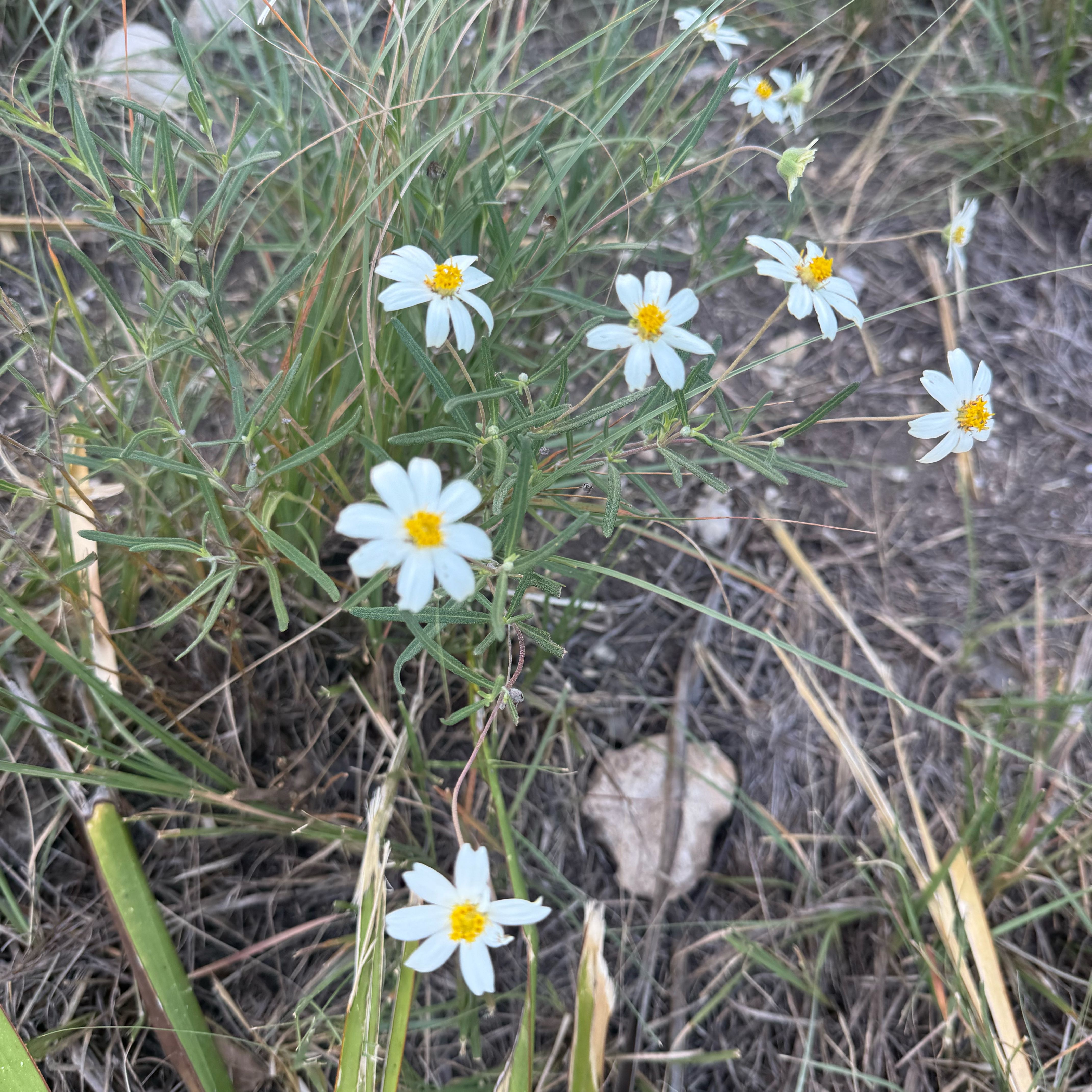 Photo of the plant species Plains Blackfoot by @DevotedGloriosa named LiloStitch on Greg, the plant care app