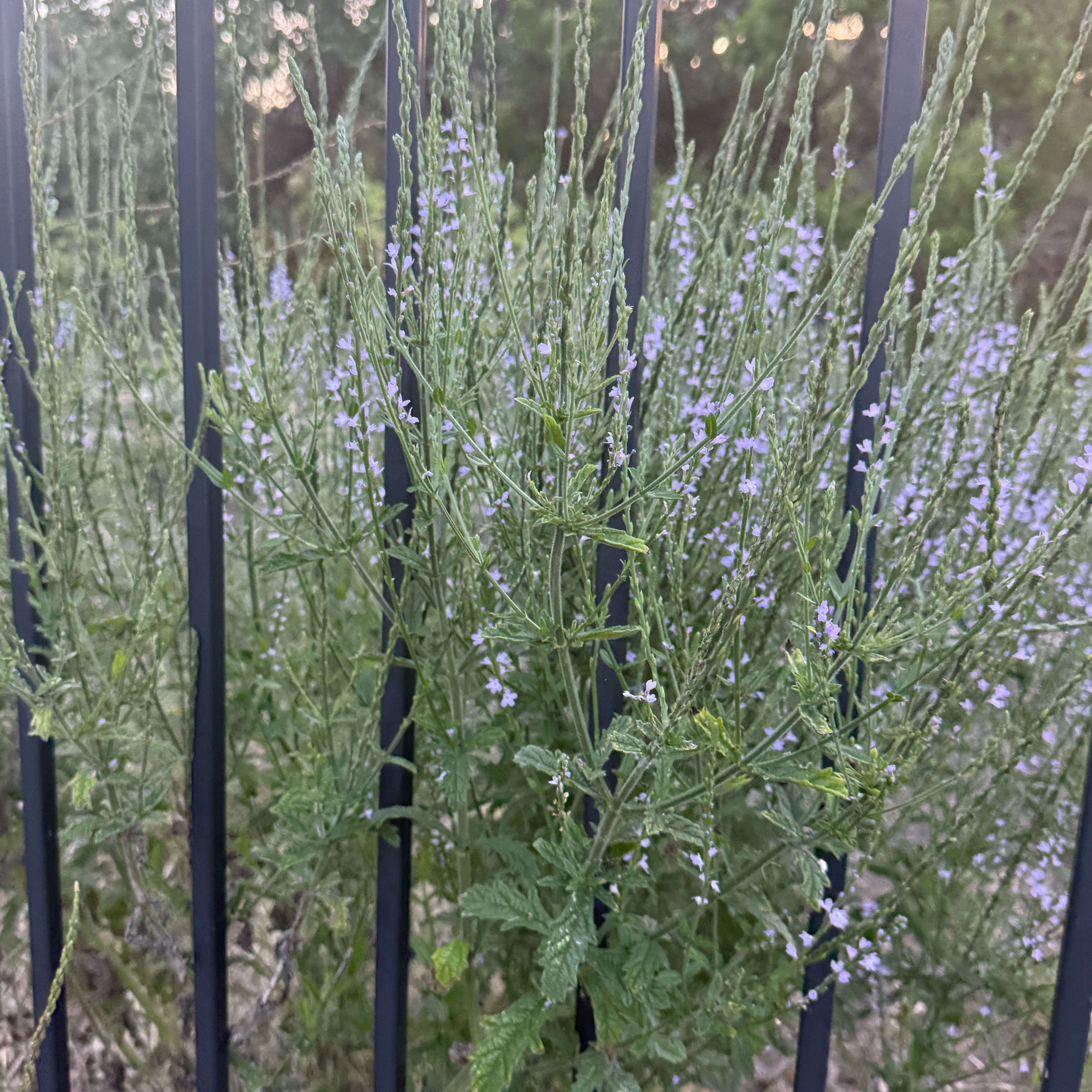 Photo of the plant species Texas Vervain by @DevotedGloriosa named Stella on Greg, the plant care app