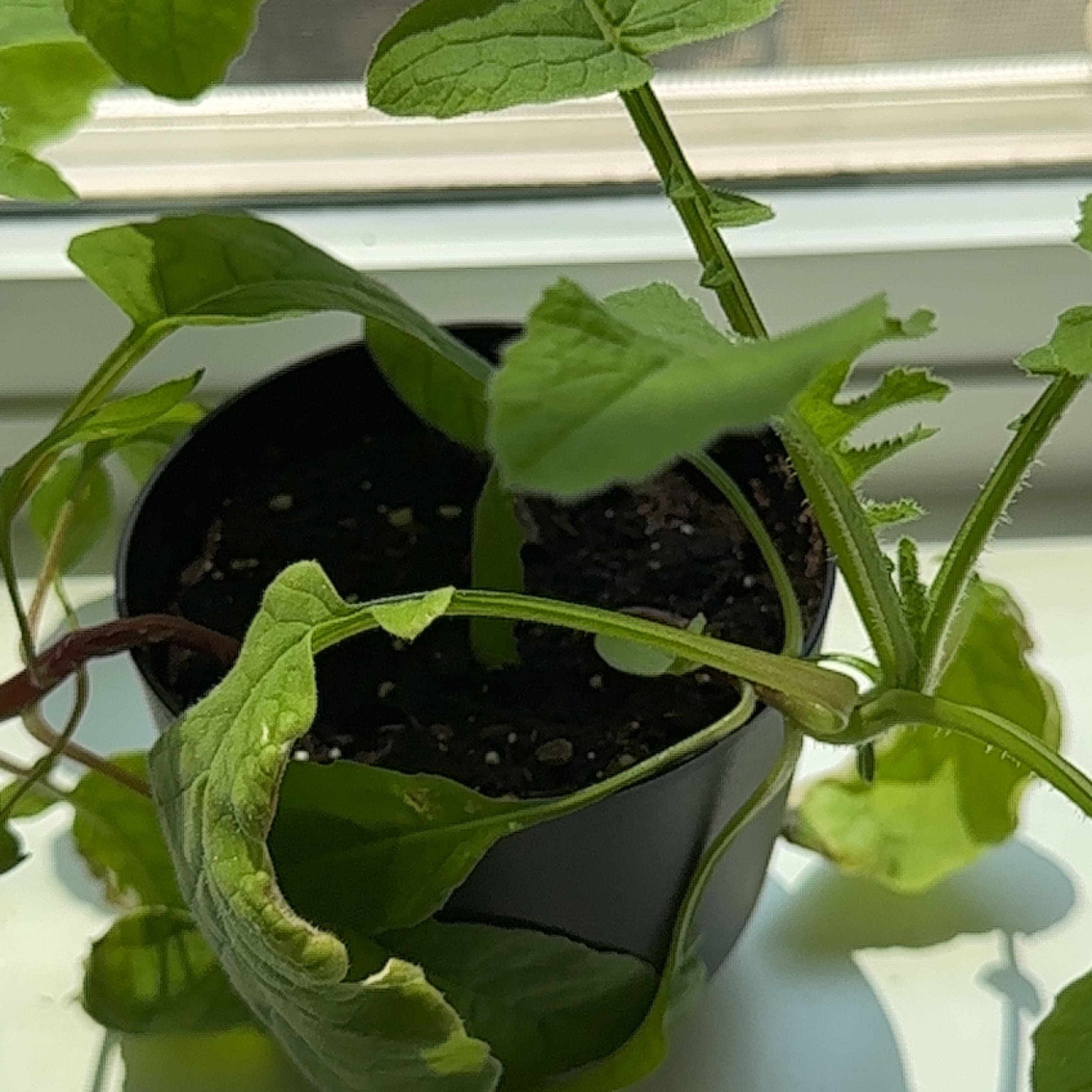 Radish plant in a black pot with some wilted and discolored leaves near a window.