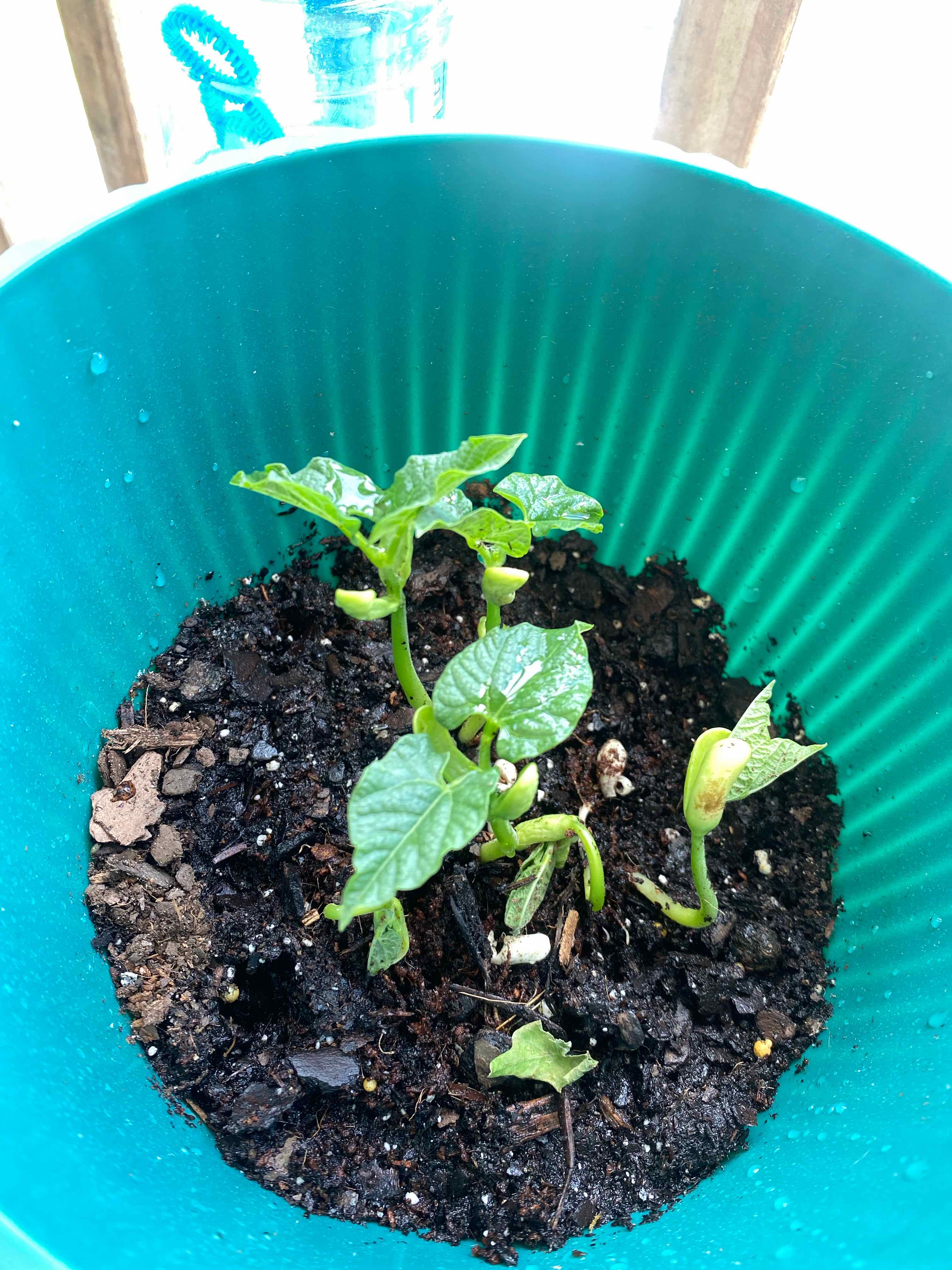 Young green bean plant in a green pot with visible soil, showing healthy green leaves.