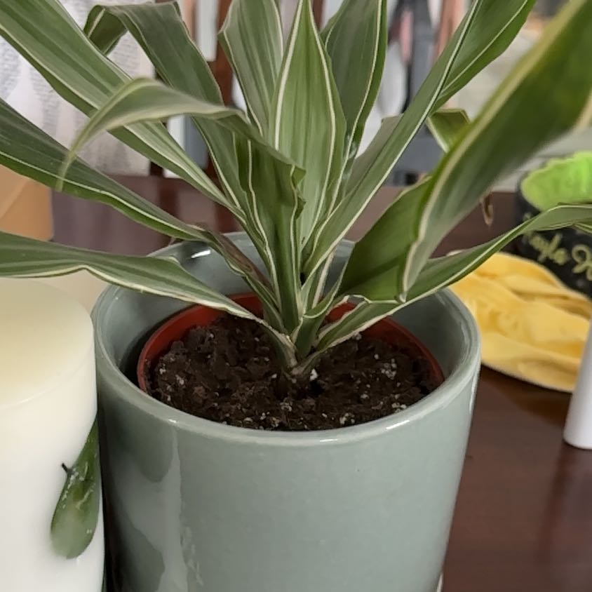 Dracaena 'Lemon Lime' plant in a pot with visible soil, healthy green leaves.