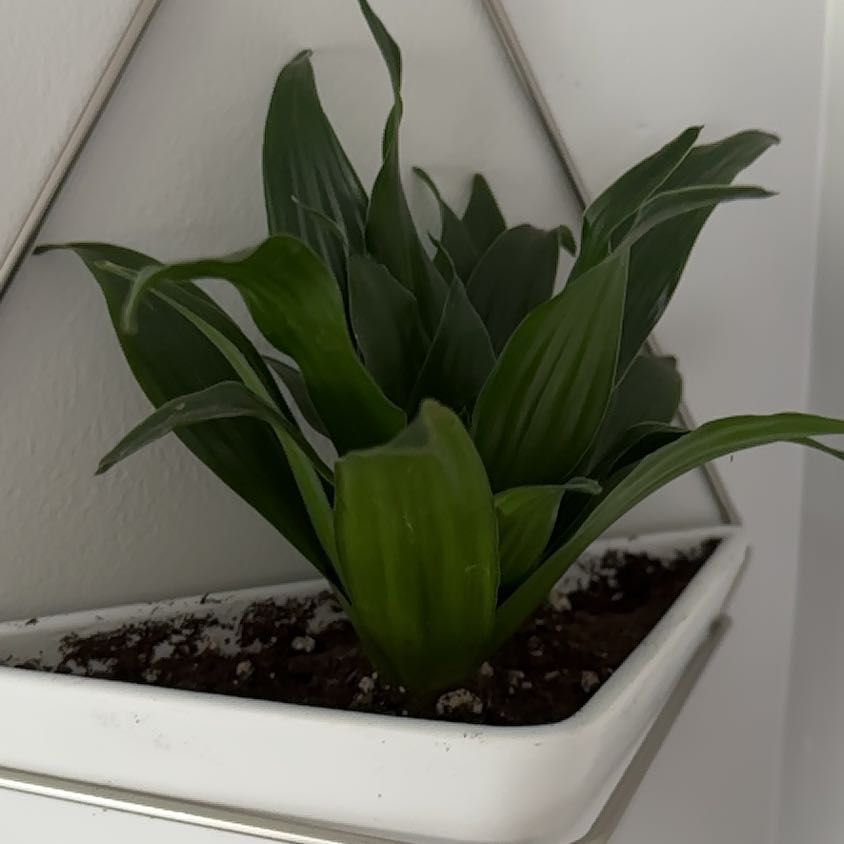 Dracaena 'Janet Craig Compacta' plant in a white pot with healthy green leaves.