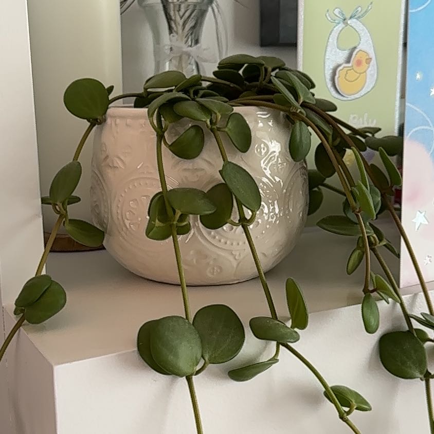 Peperomia 'Hope' plant in a decorative pot with healthy green leaves.