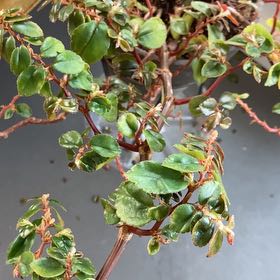 Photo of the plant species Fuchsia Begonia 'Rose' by @AdroitlyVetiver named Plato on Greg, the plant care app