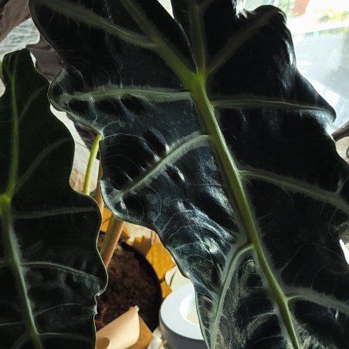 Photo of the plant species Foliage by @SagaciousMoss named Girlfrond on Greg, the plant care app