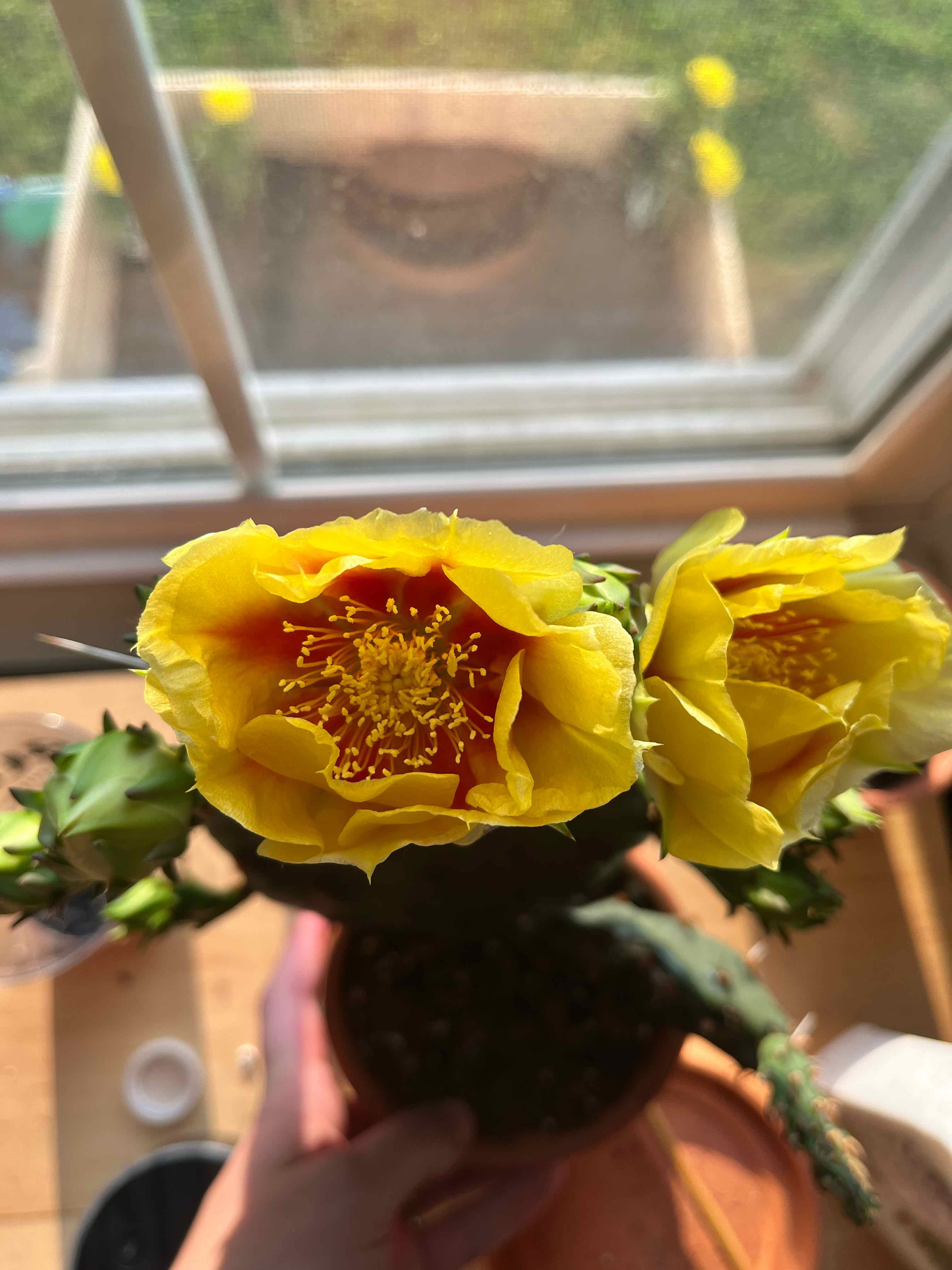 Brownspine Prickly Pear with vibrant yellow flowers, well-framed and in focus.