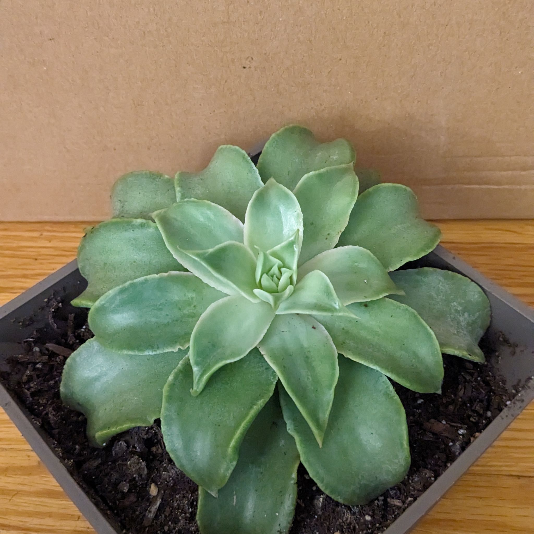 Photo of the plant species Echeveria x imbricata by @Aaawhyme named Figyonce on Greg, the plant care app
