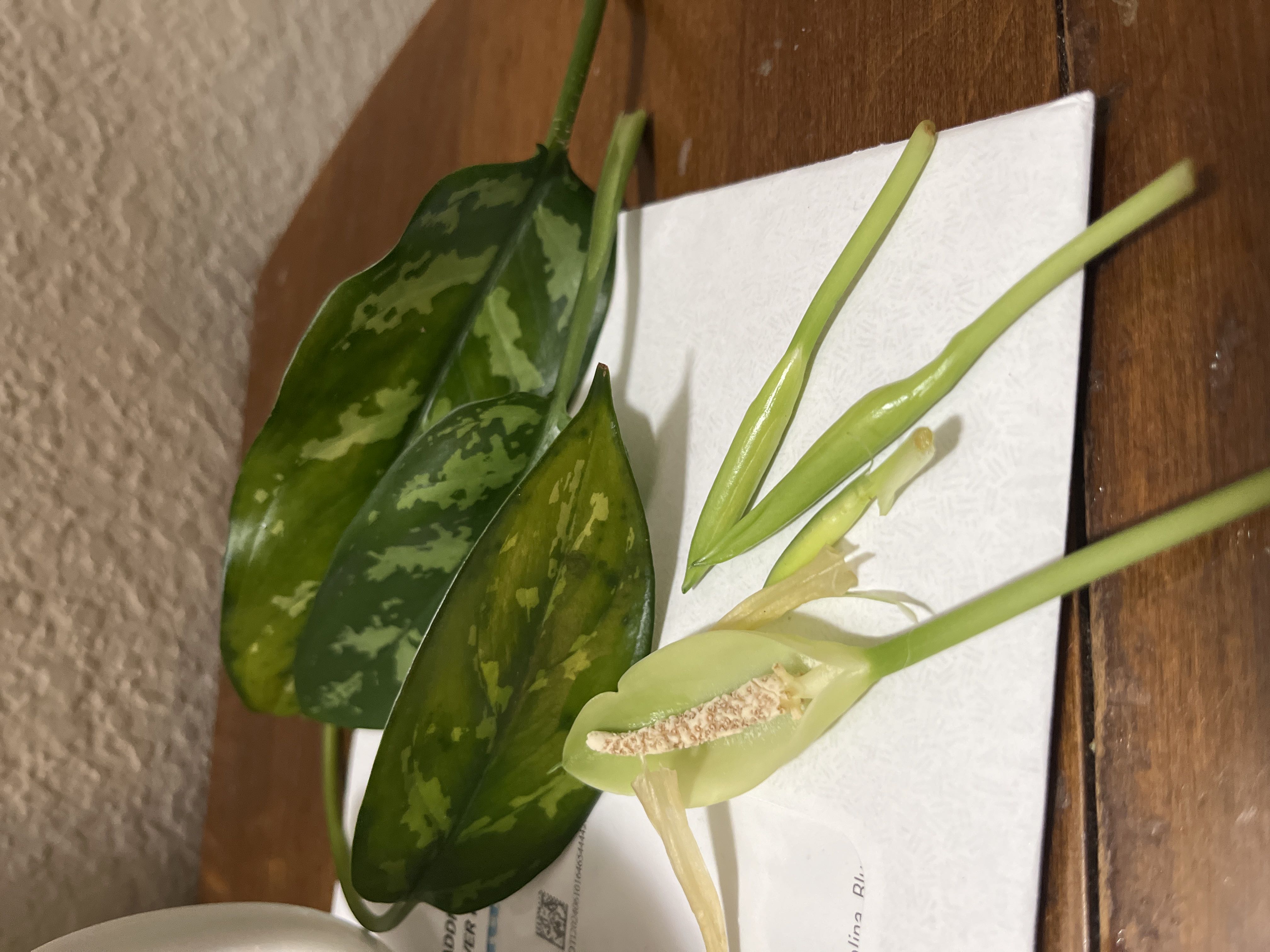 Photo from the post