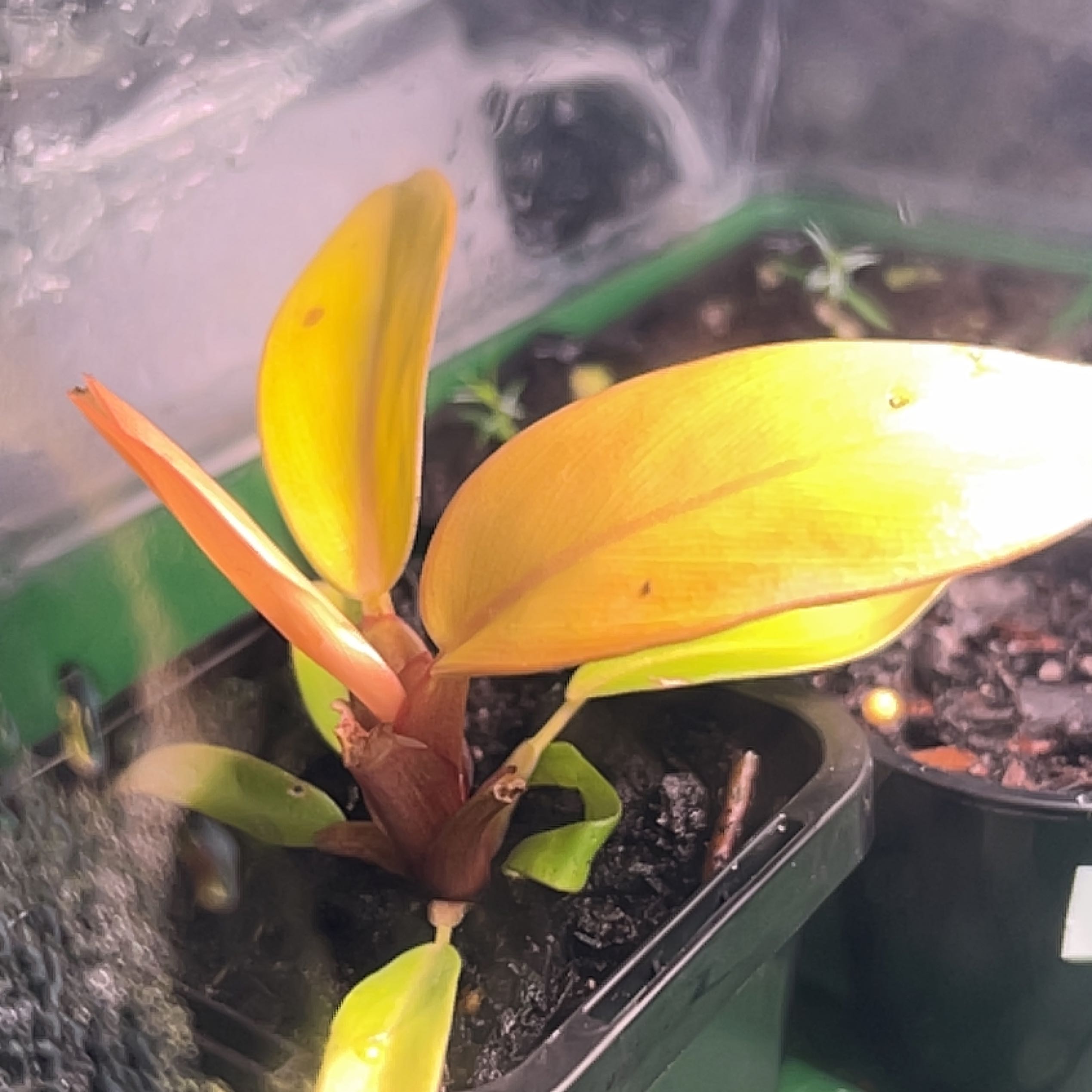 Photo of the plant species Philodendron 'Red King' by @MellowlyBibi named Remington on Greg, the plant care app