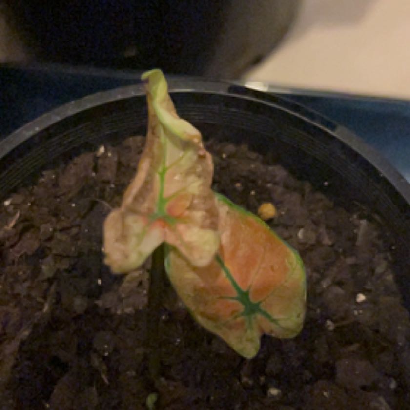 Photo of the plant species Caladium 'Blazing Sun' by @MellowlyBibi named Aria on Greg, the plant care app