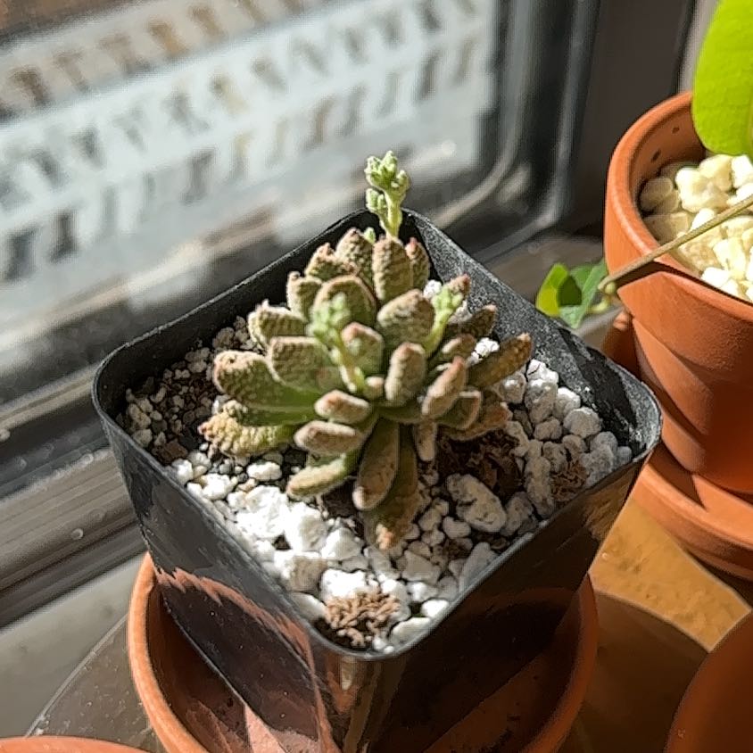 Photo of the plant species Crassula 'Jade Necklace' by @VerifiedTearose named Coco on Greg, the plant care app