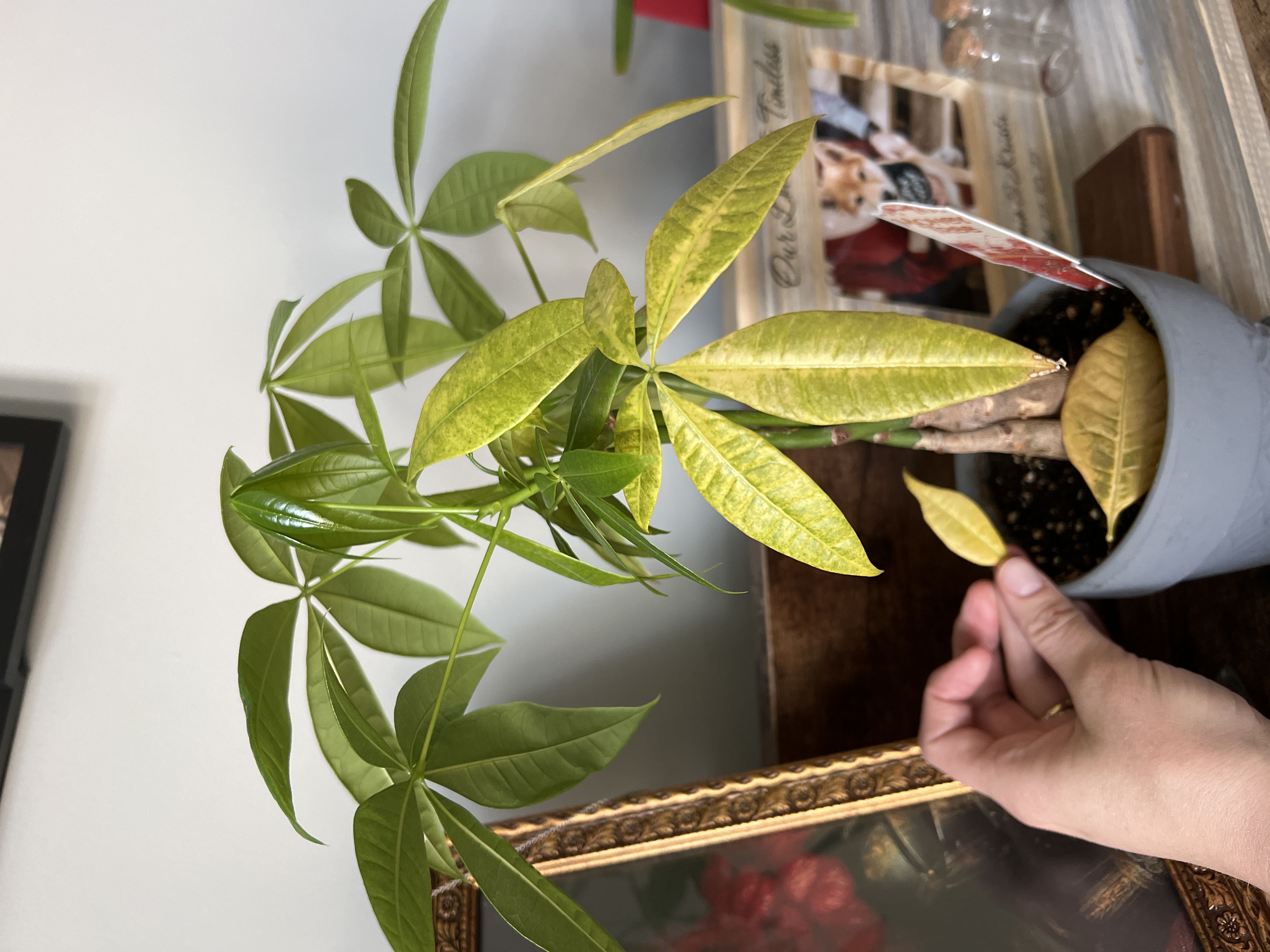 5 Reasons why your MONEY TREE plant leaves turning PALE or yellow
