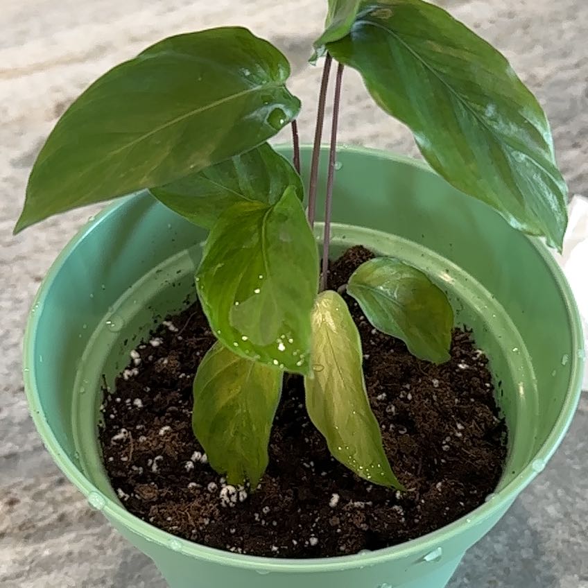 Potted Prayer Plant 'Maui Queen' with green leaves and visible soil.