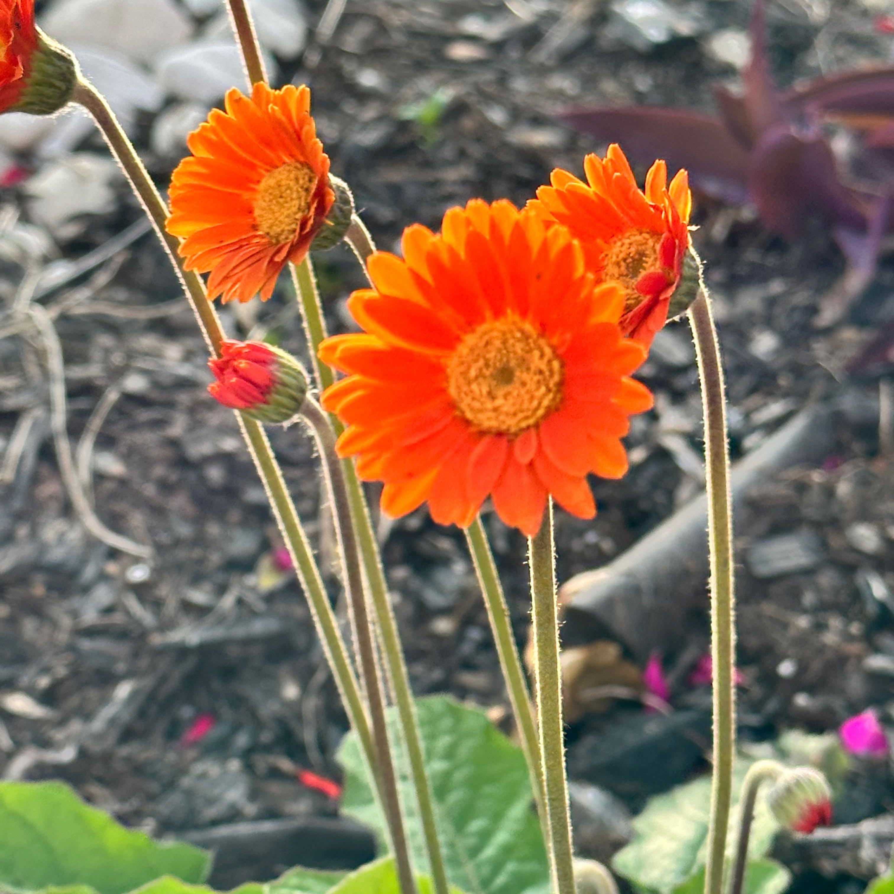 Bright orange Mexican Sunflower in bloom, outdoor setting.