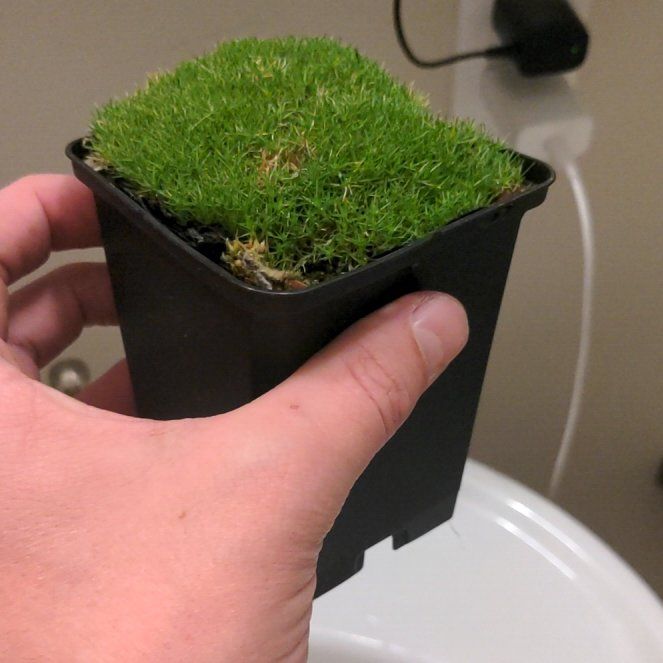 Photo of the plant species Australian Astroturf by @LovelyWingfern named Oscar on Greg, the plant care app