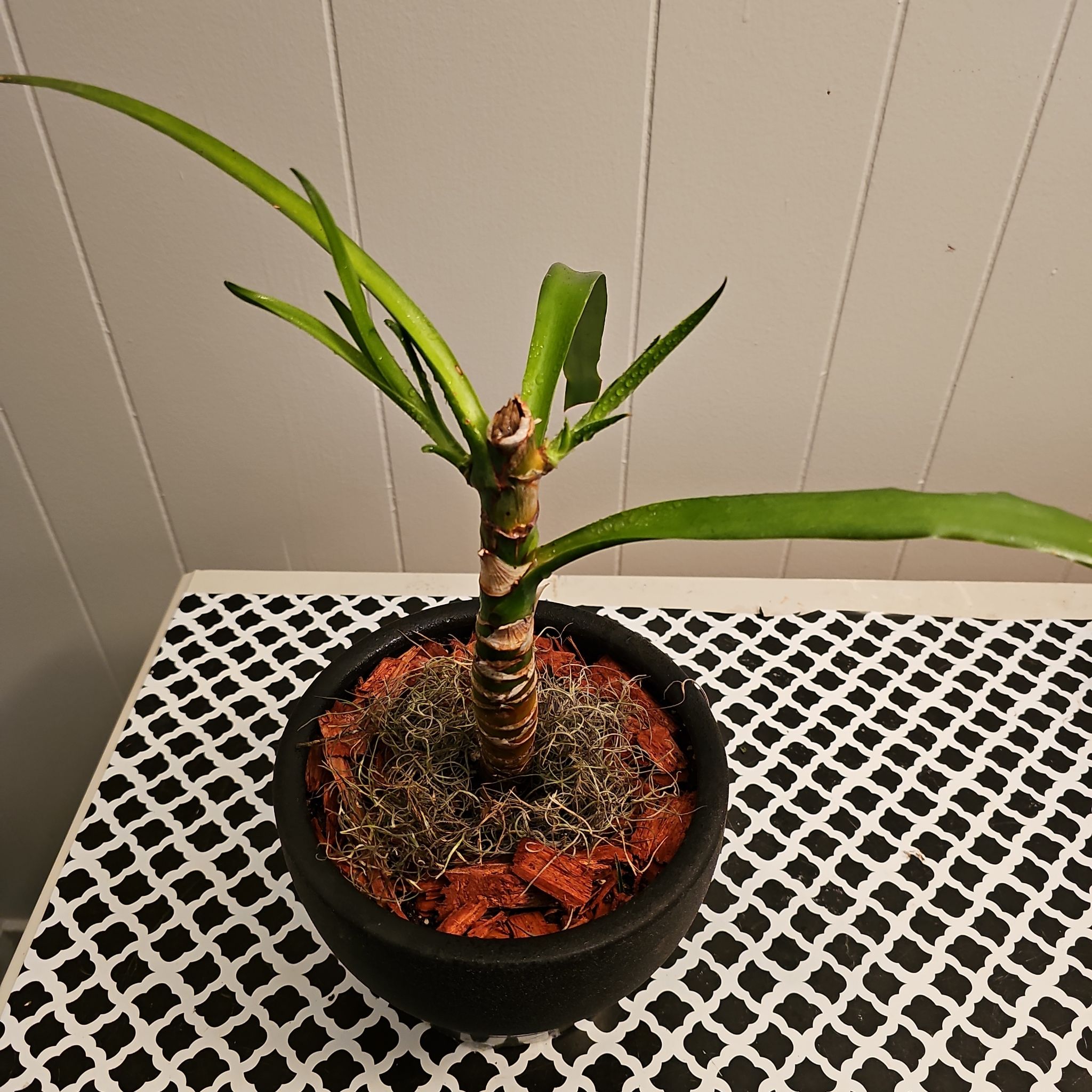 Photo of the plant species Dragon Blood Tree by @CaseWife81 named Bella on Greg, the plant care app