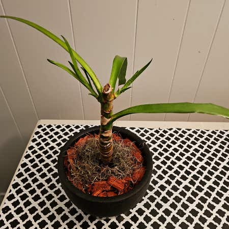 Photo of the plant species Dragon Blood Tree by @CaseWife81 named Bella on Greg, the plant care app
