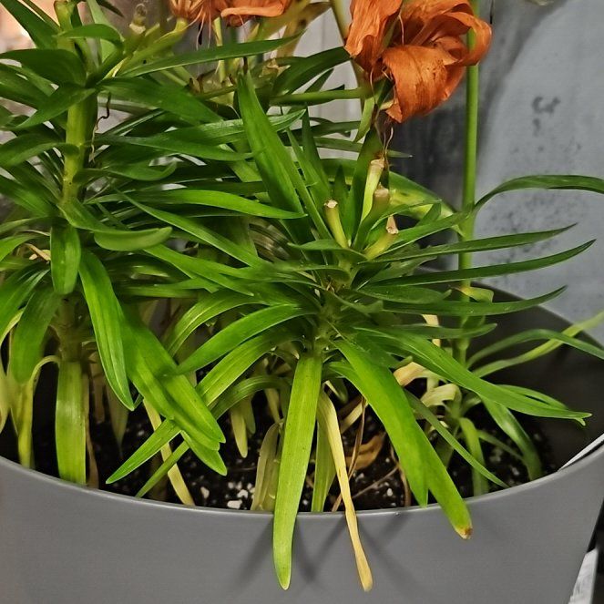 Photo of the plant species Lilium ‘Tiny Toons’ by @CaseWife81 named Clooney on Greg, the plant care app