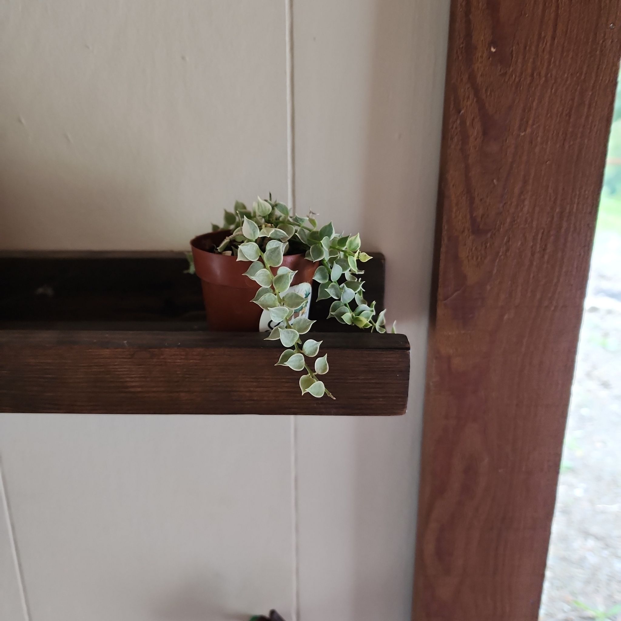 Small potted Million Hearts Dischidia plant with trailing vines and heart-shaped leaves.