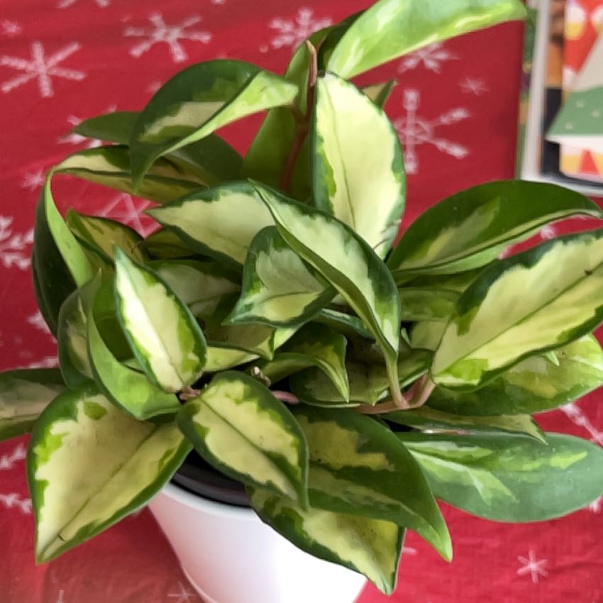 Healthy Exotic Hoya plant with variegated leaves in a white pot.